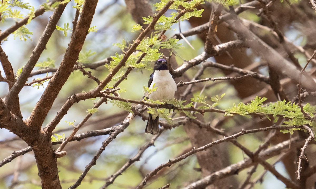 Schwalbennektarvogel - ML637717084