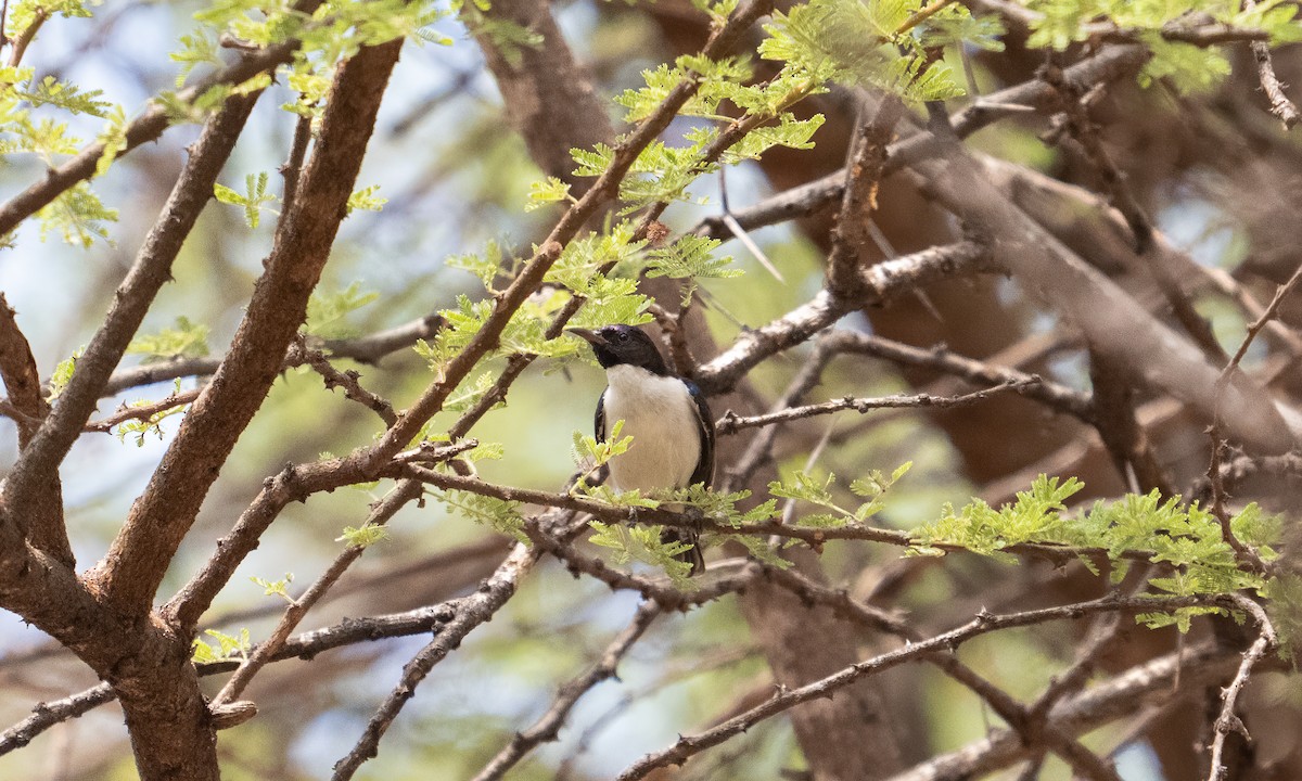Schwalbennektarvogel - ML637717085