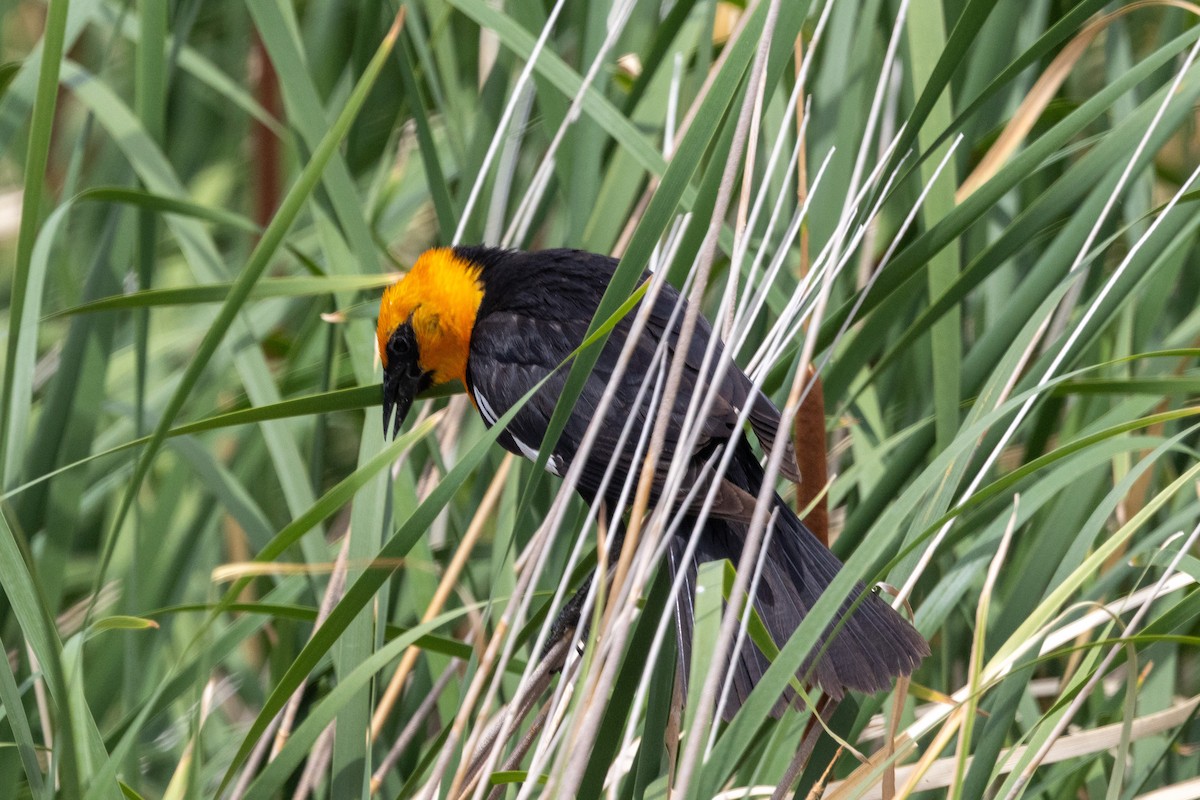 Yellow-headed Blackbird - ML637717149