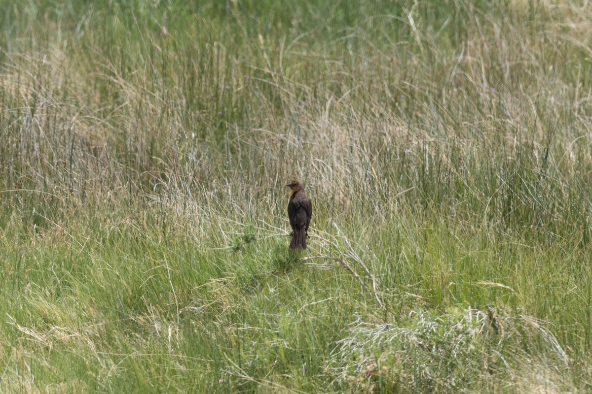 Yellow-headed Blackbird - ML637717150