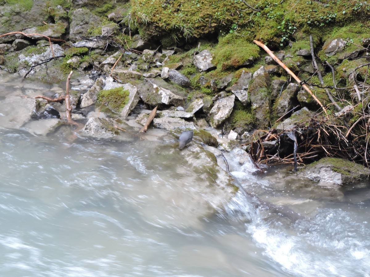 American Dipper - ML637717152