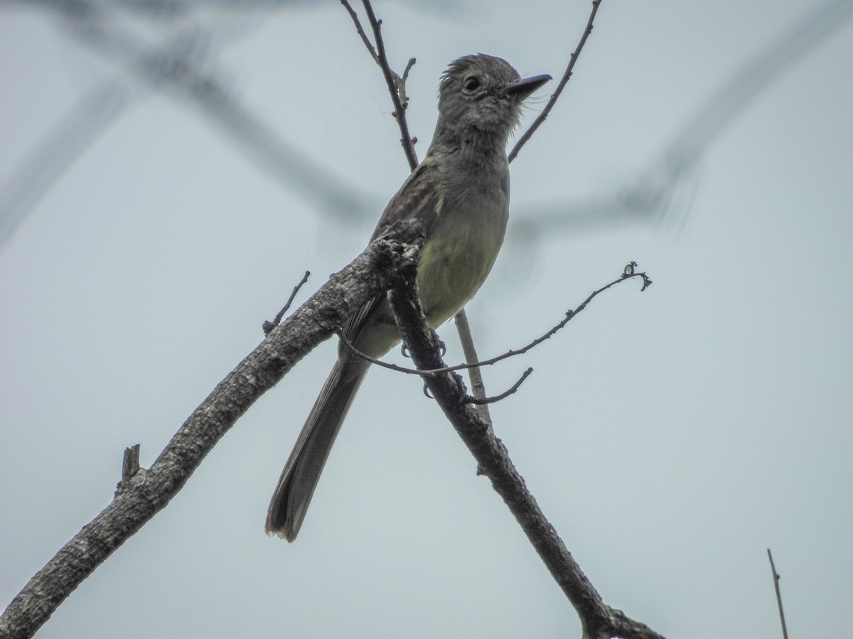 Panama Flycatcher - ML637717240