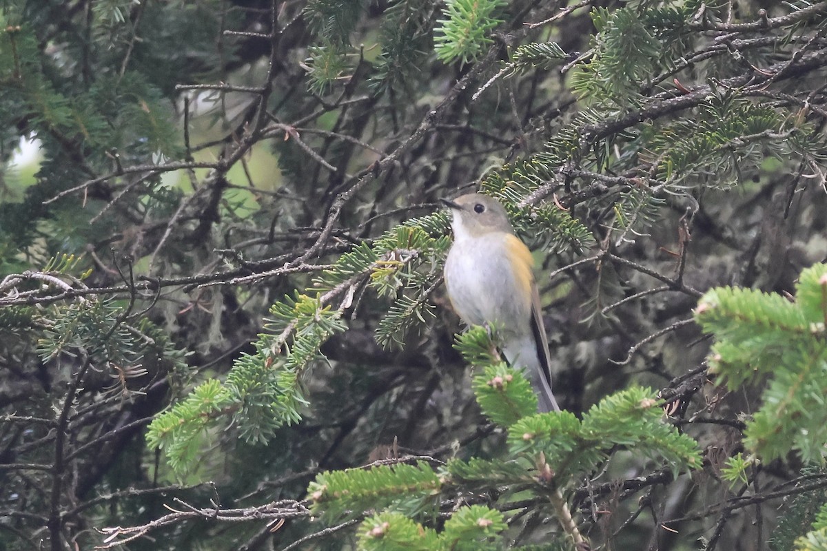 Himalayan Bluetail - ML637717256