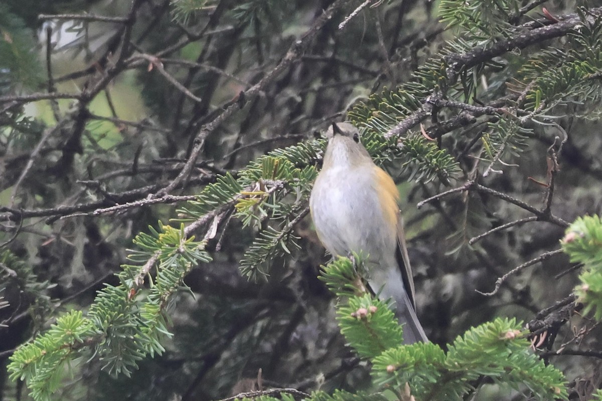 Himalayan Bluetail - ML637717260