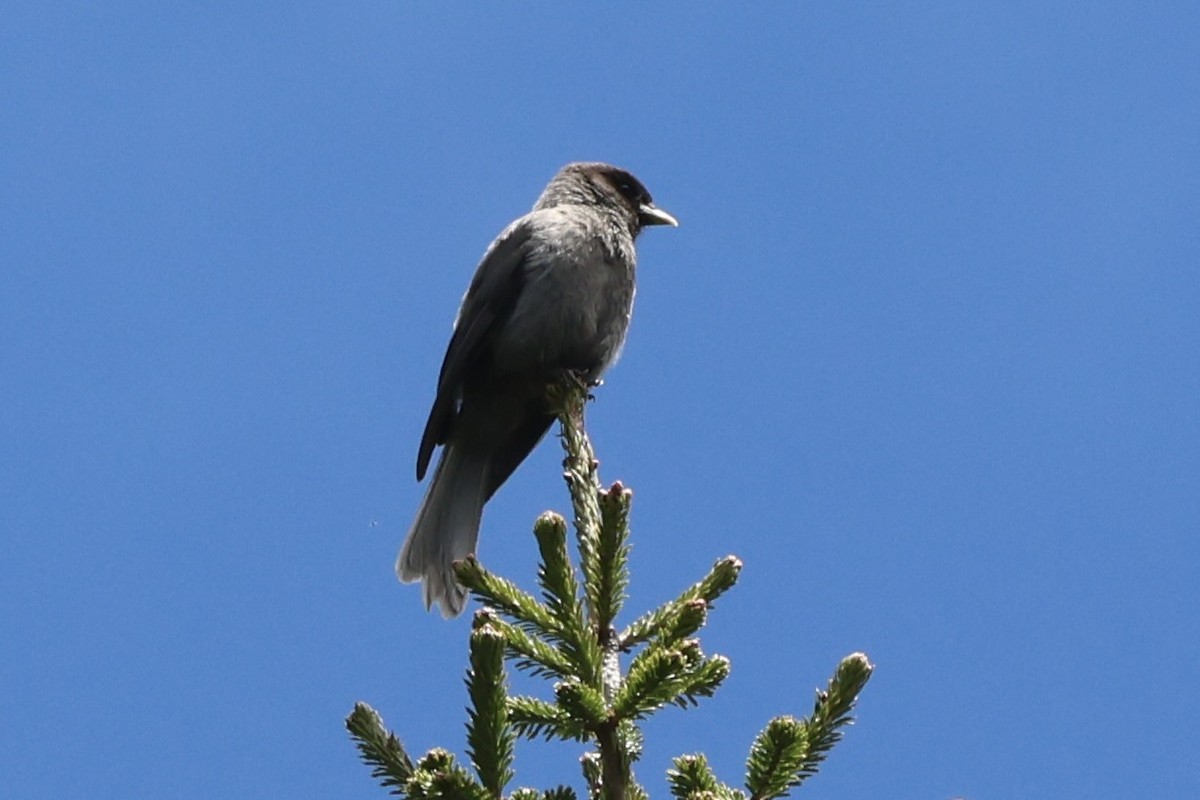 Sichuan Jay - ML637717267