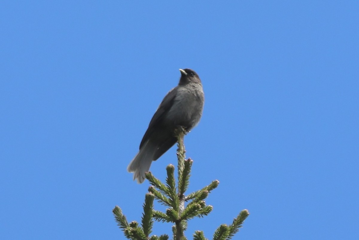 Sichuan Jay - ML637717275