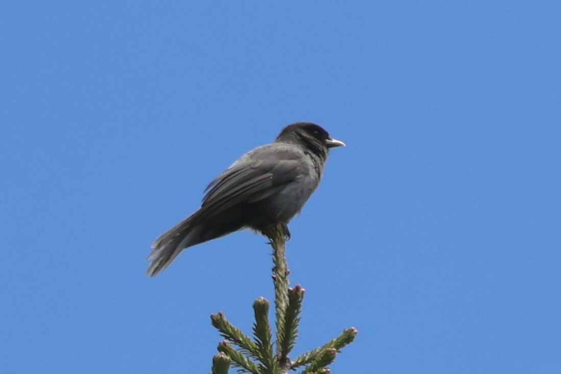Sichuan Jay - ML637717280