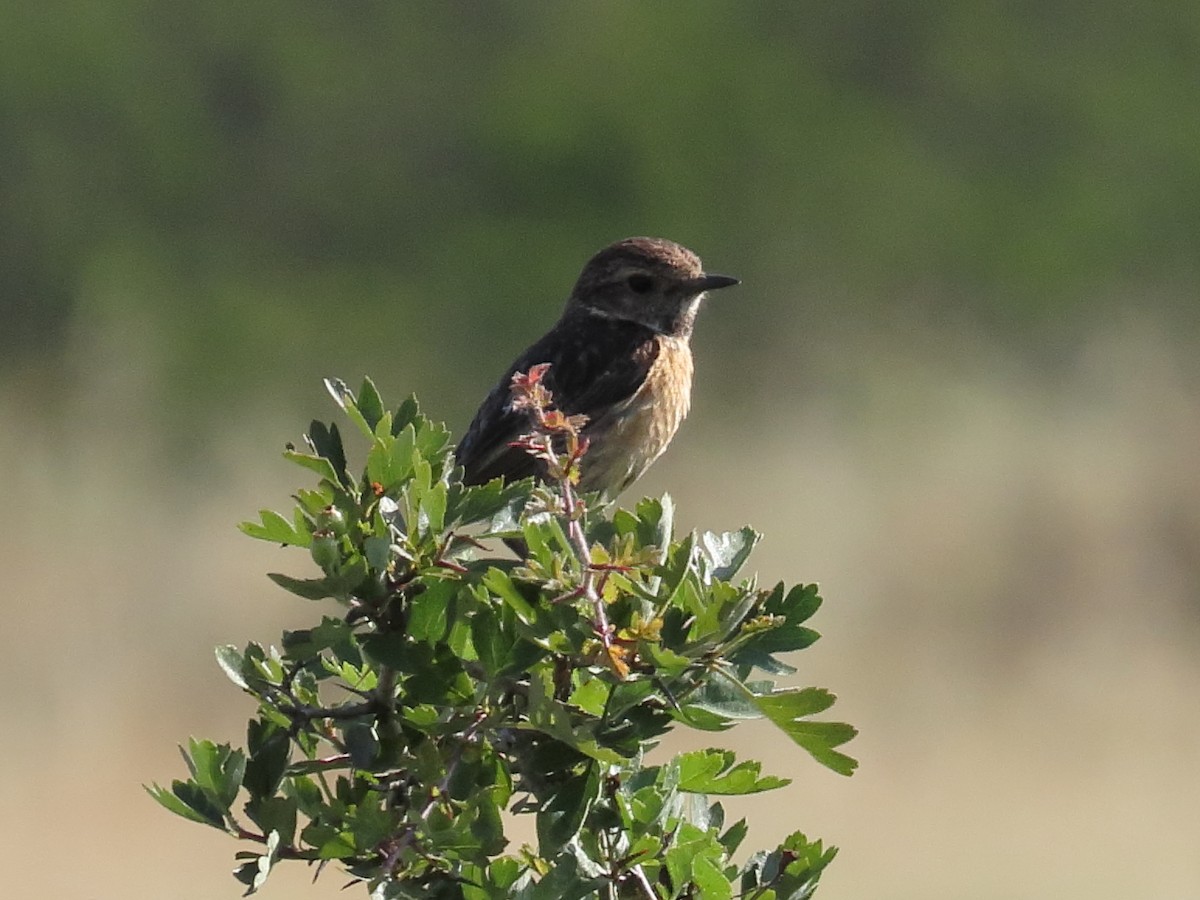 European Stonechat - ML637717468