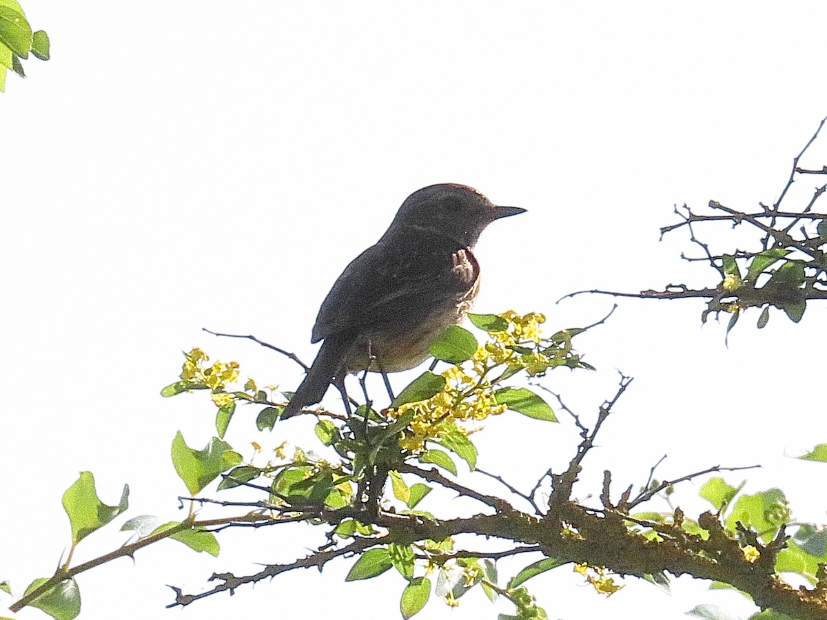 European Stonechat - ML637717469