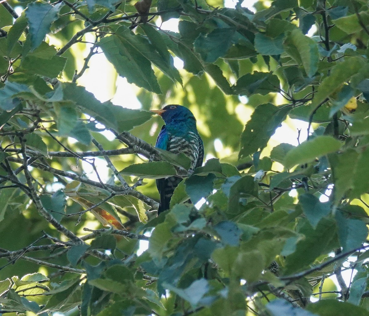 Asian Emerald Cuckoo - ML637717484