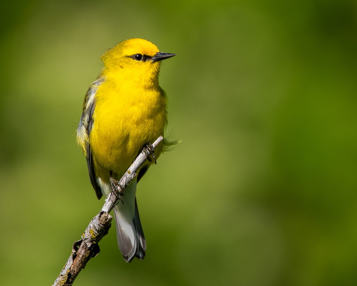 Blue-winged Warbler - ML637717515