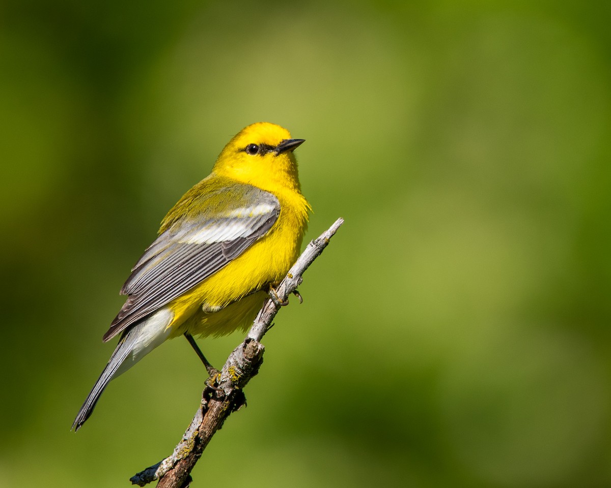 Blue-winged Warbler - ML637717516