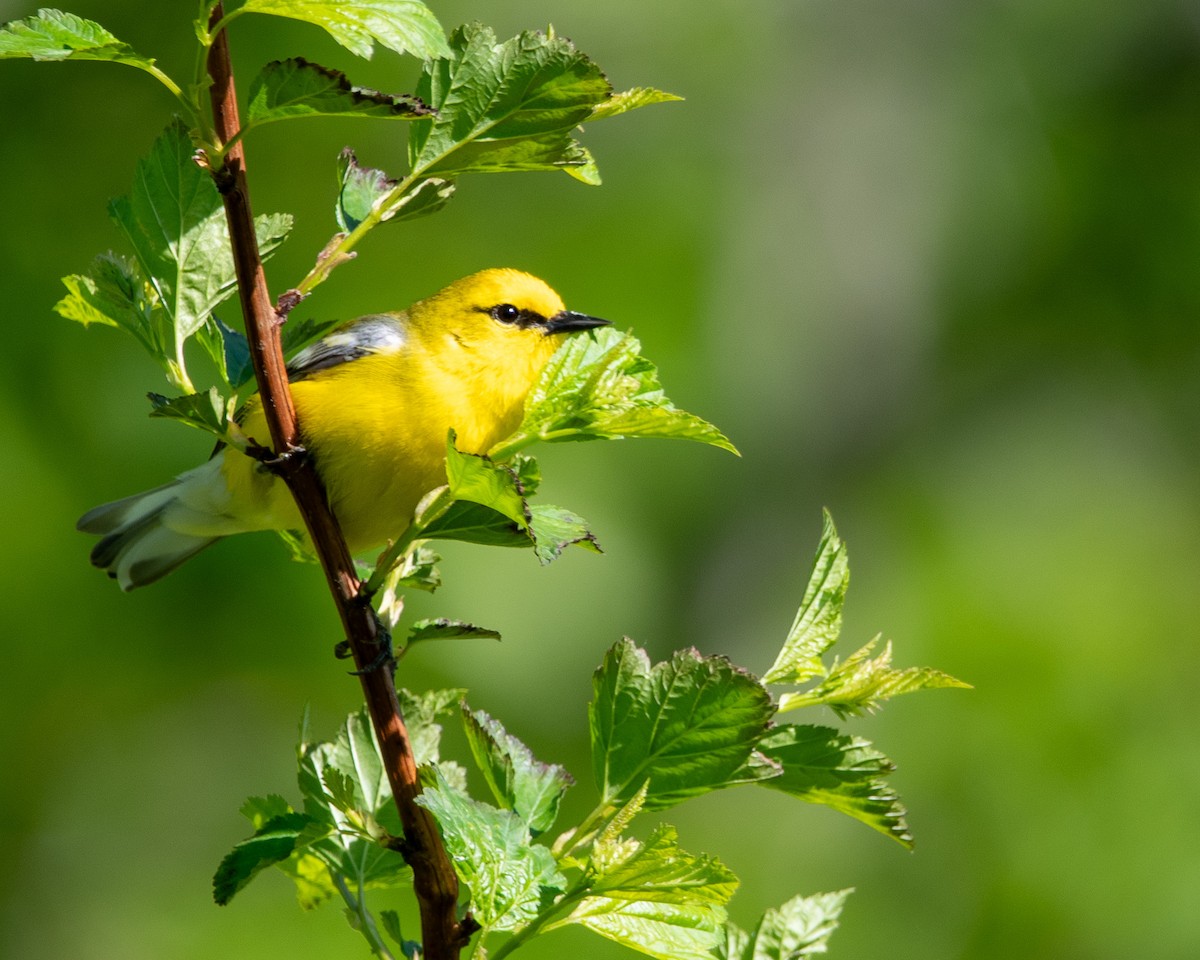 Blue-winged Warbler - ML637717517