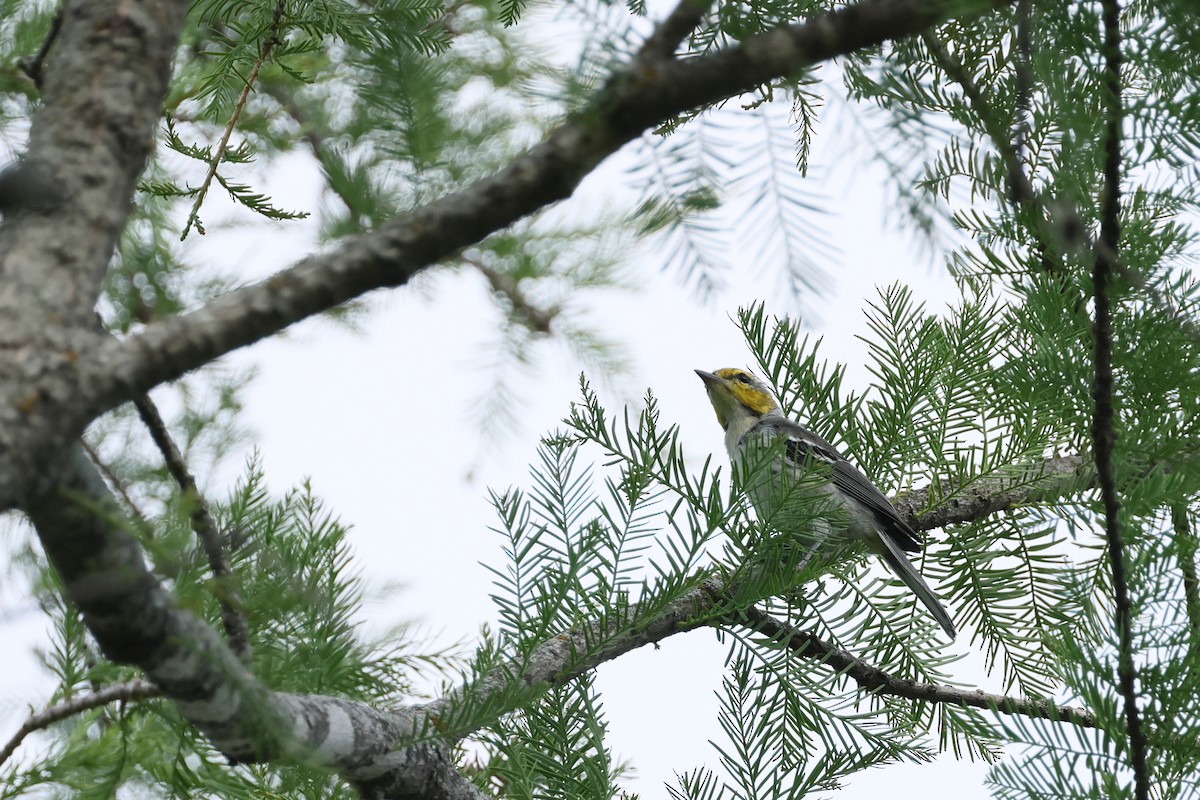 Golden-cheeked Warbler - ML637717599