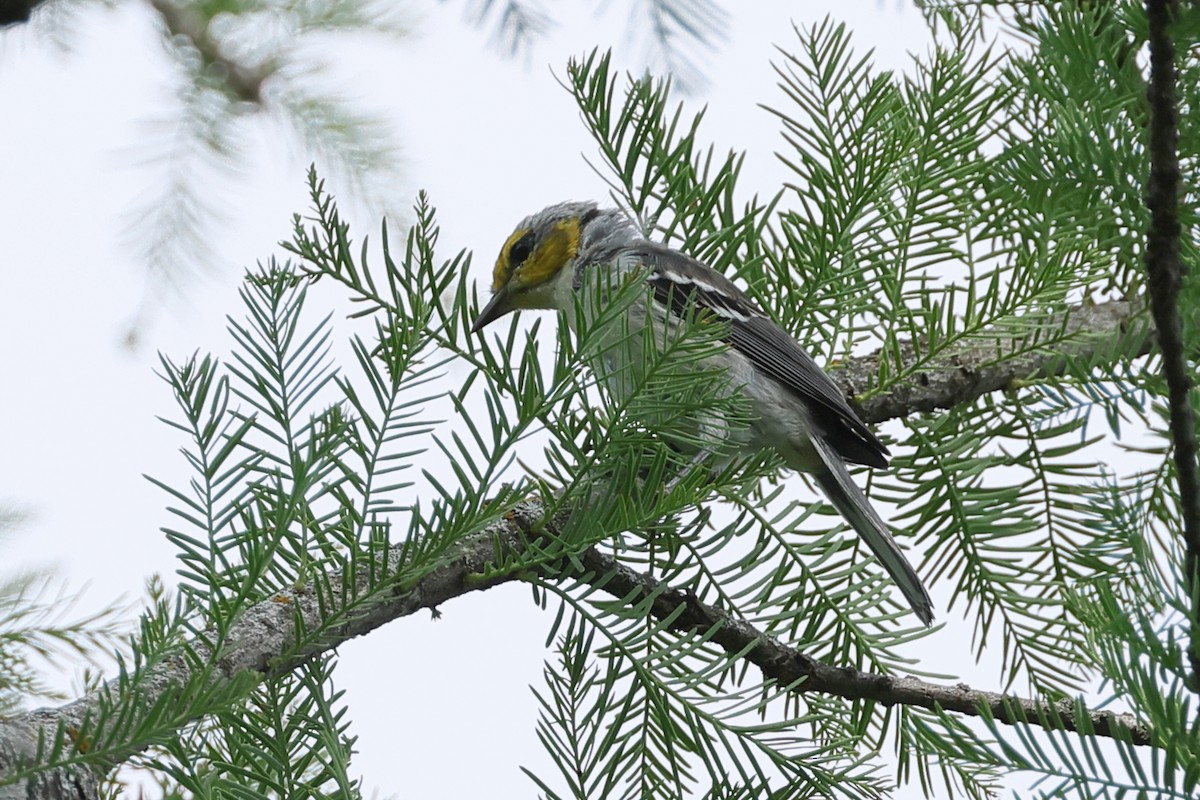 Golden-cheeked Warbler - ML637717600