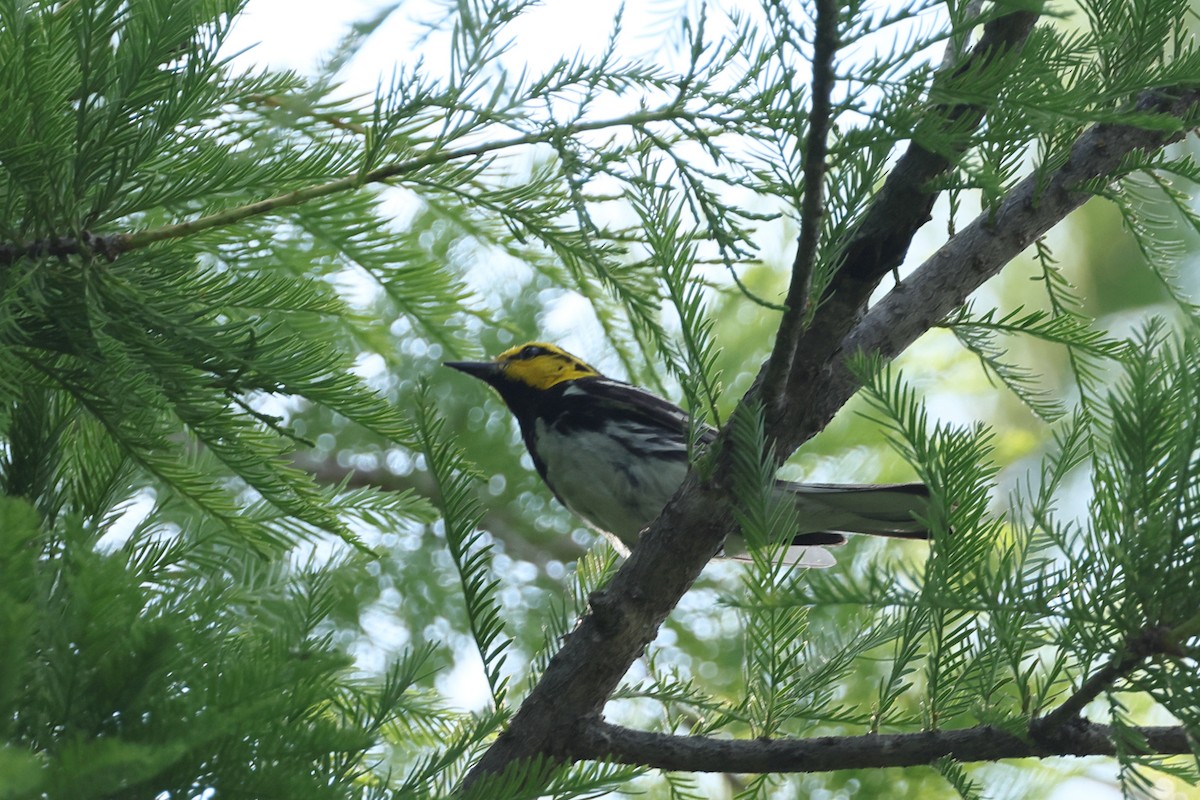 Golden-cheeked Warbler - ML637717601