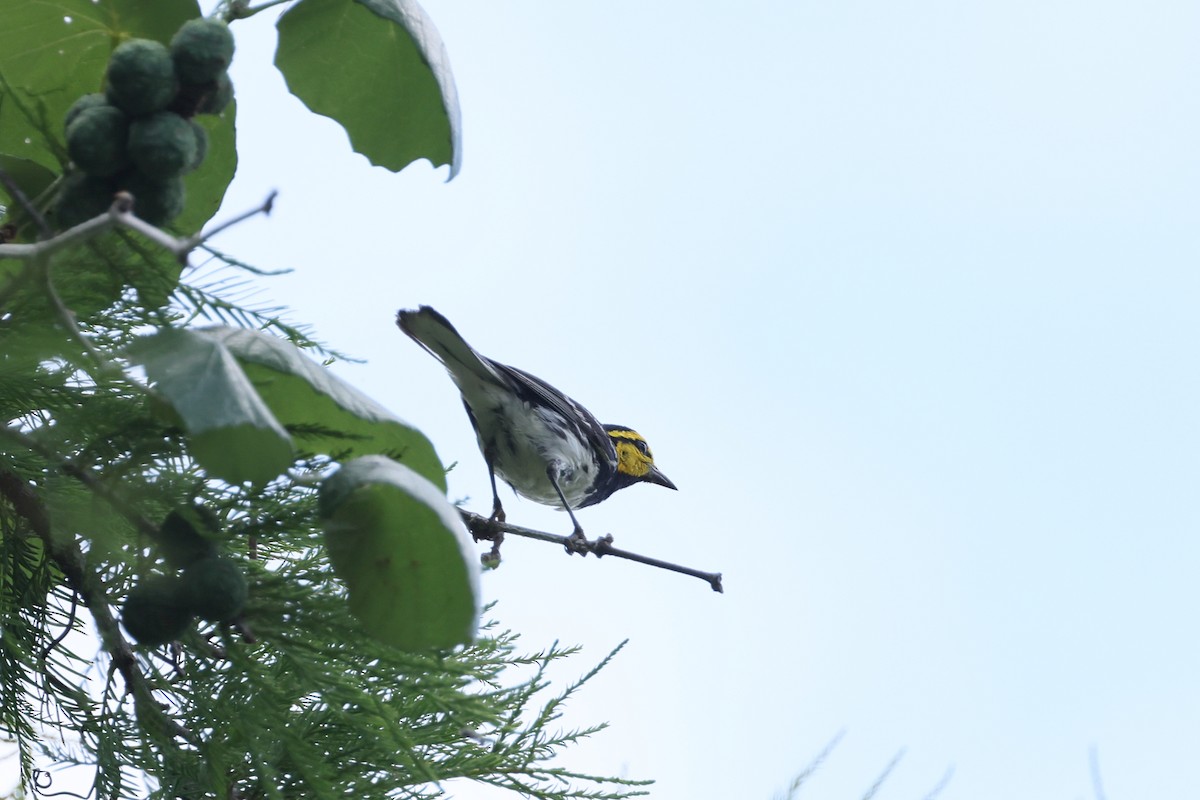 Golden-cheeked Warbler - ML637717602