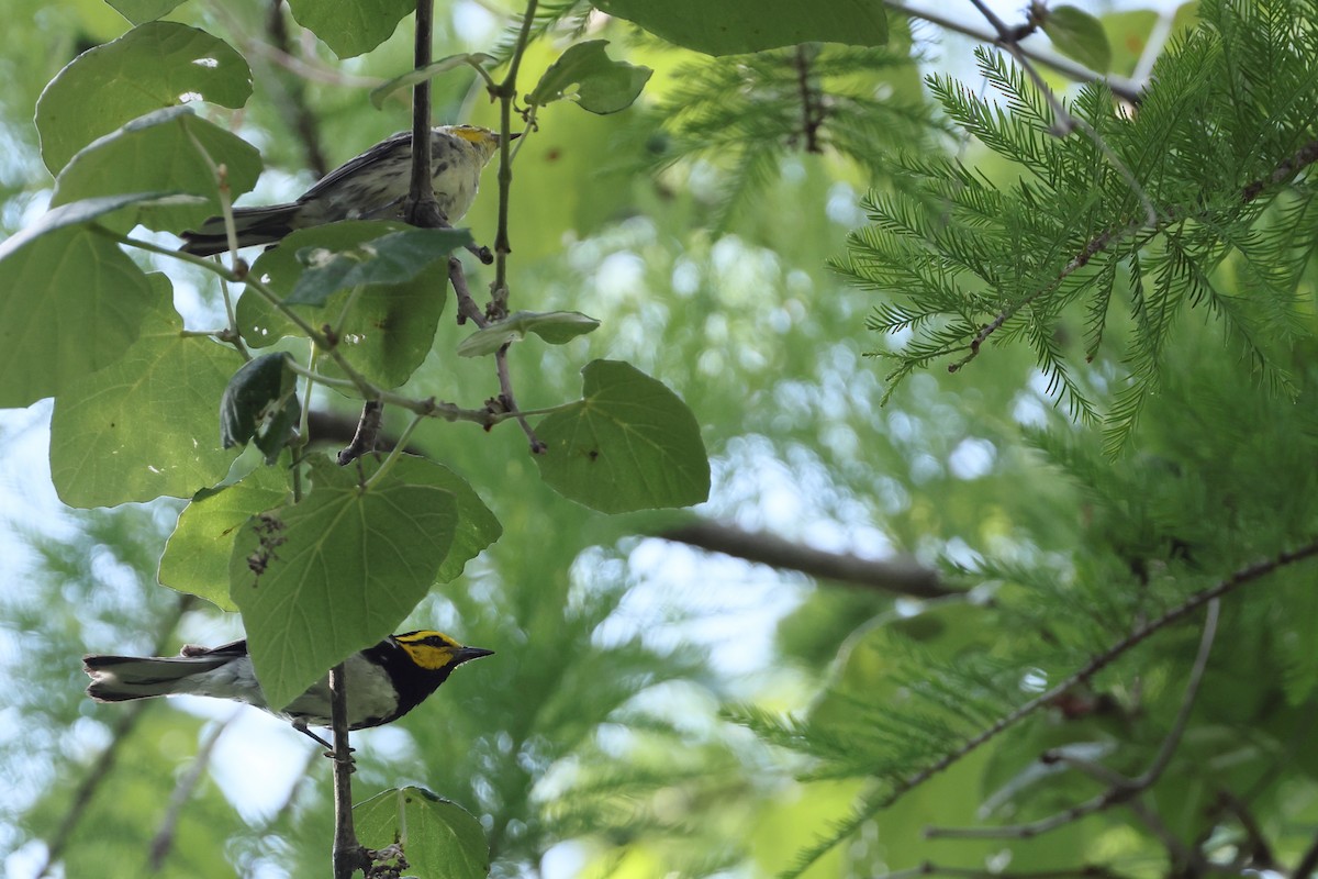 Golden-cheeked Warbler - ML637717603