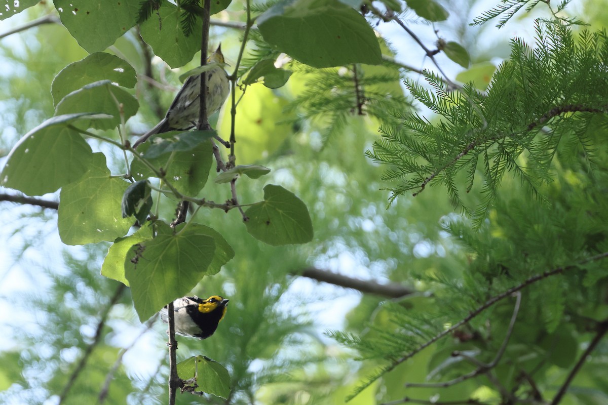 Golden-cheeked Warbler - ML637717604