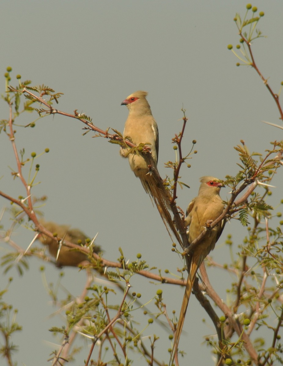 Red-faced Mousebird - ML637717656
