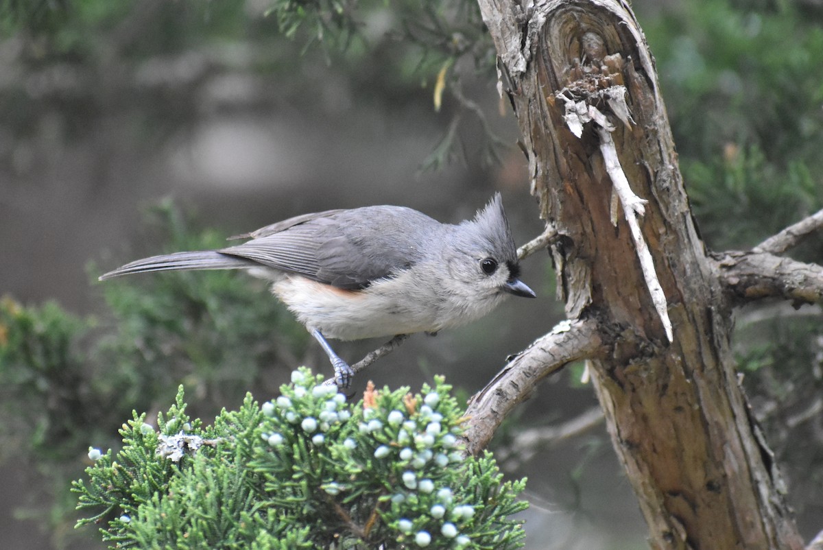 Tufted Titmouse - ML637717776