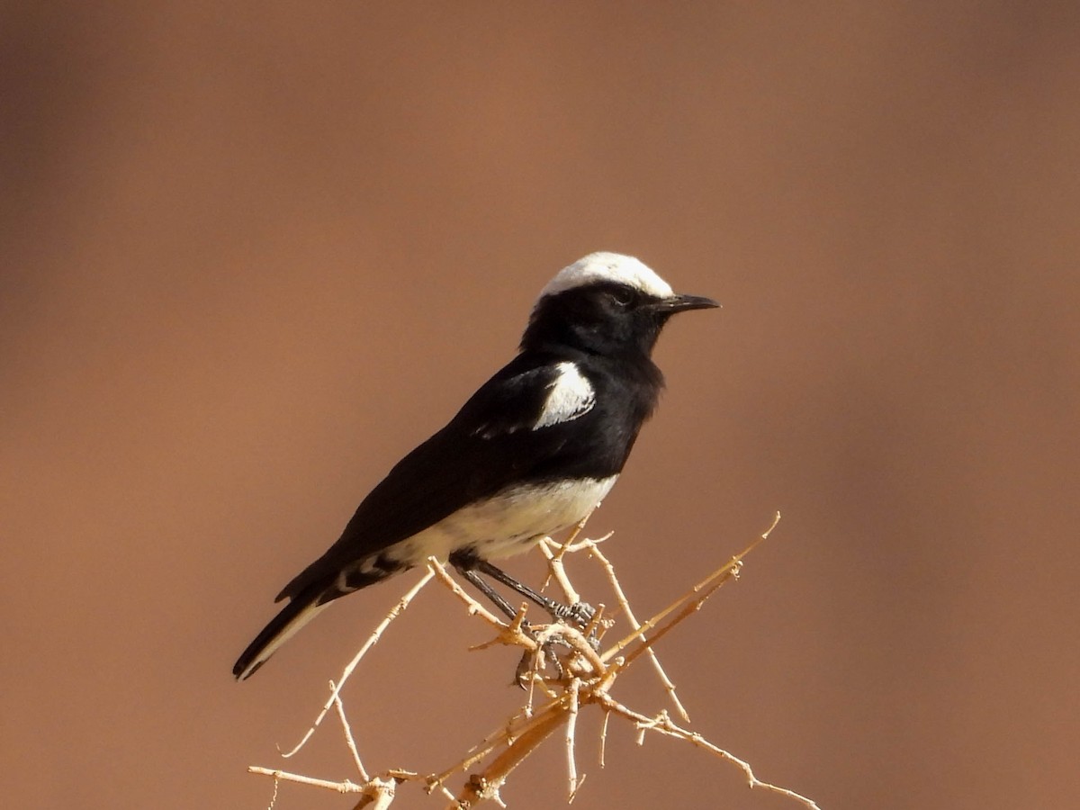 Mountain Chat - ML637717783