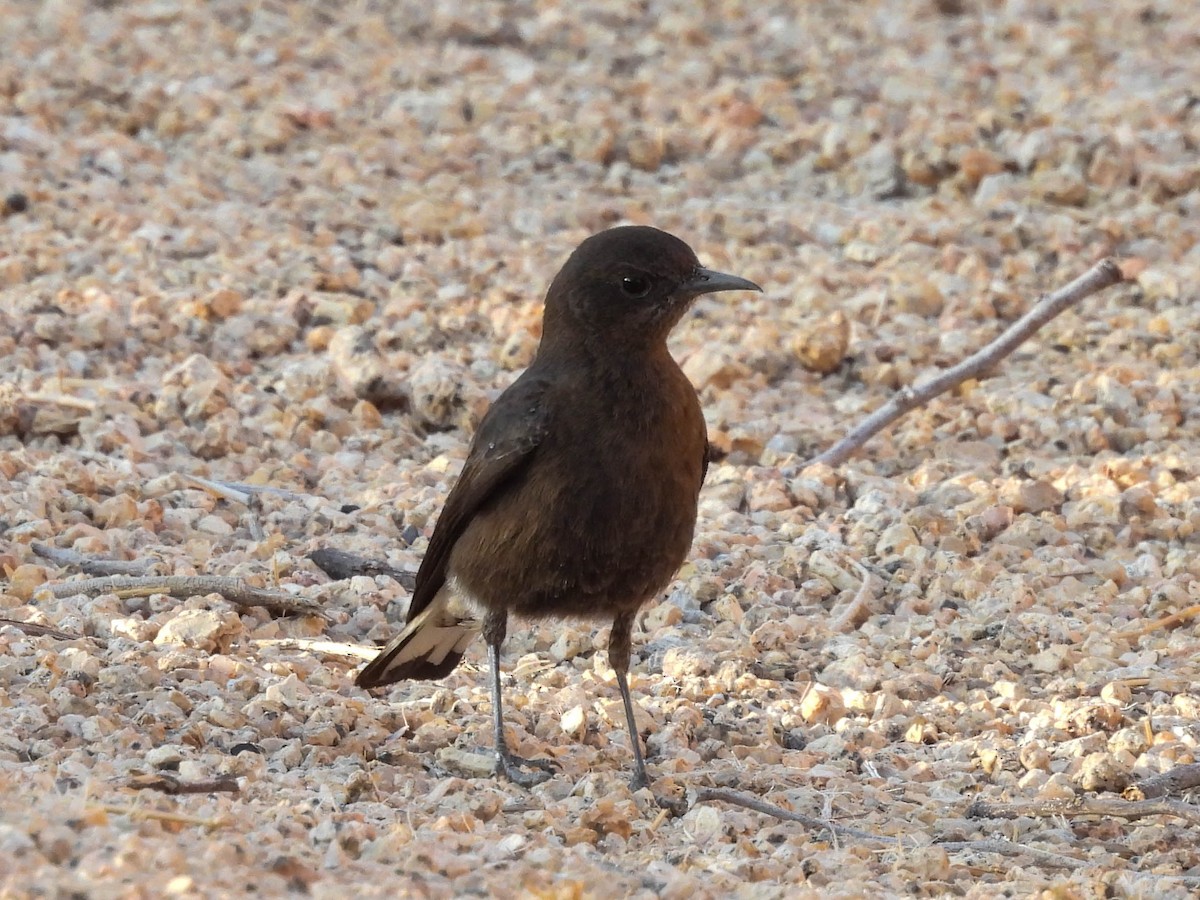 Mountain Chat - ML637717784