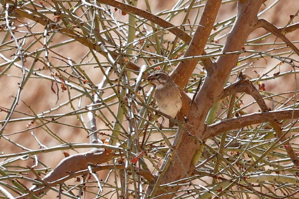 White-throated Canary - ML637717789