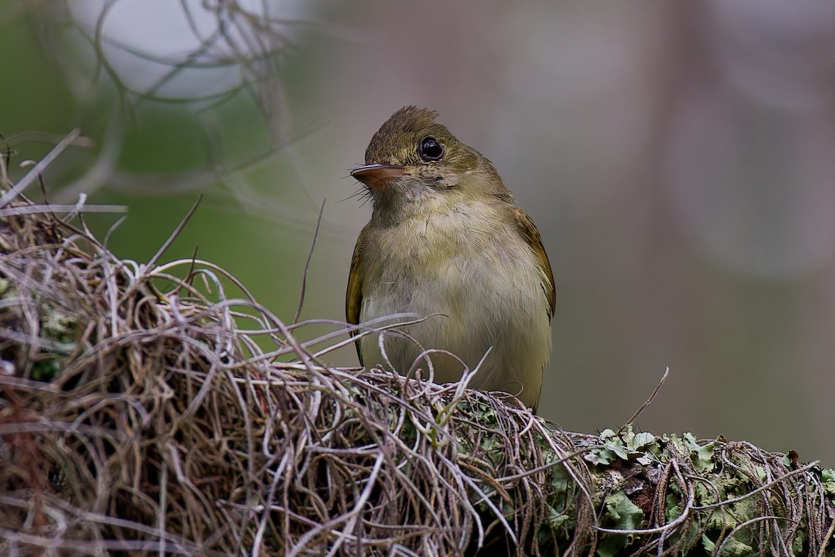 Acadian Flycatcher - ML637717824
