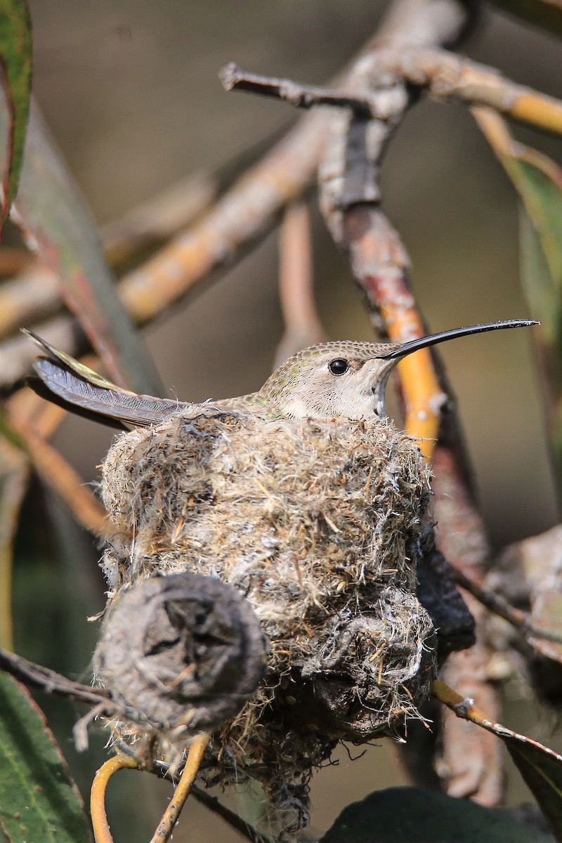 オアシスハチドリ - ML637717825