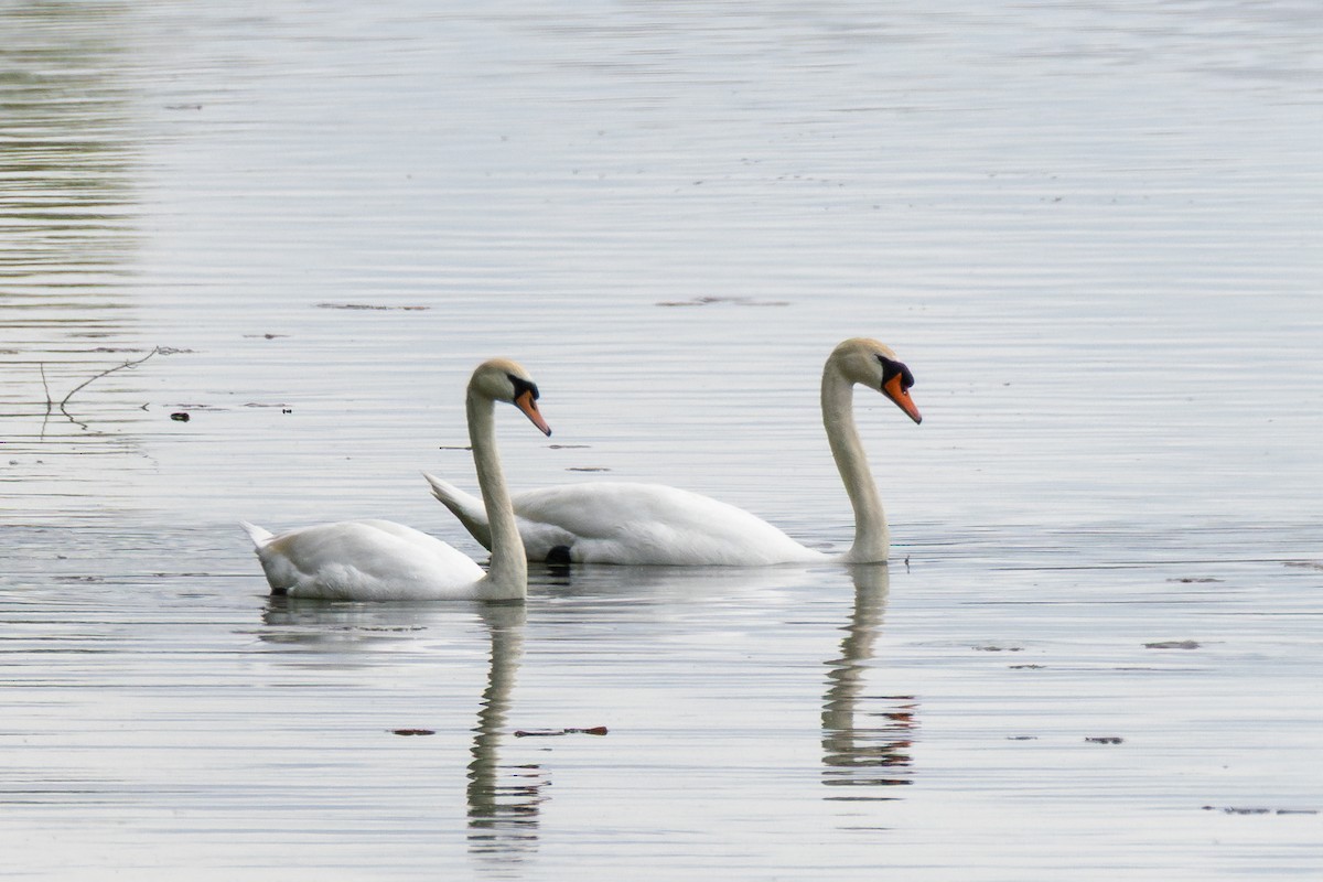 Höckerschwan - ML637717830