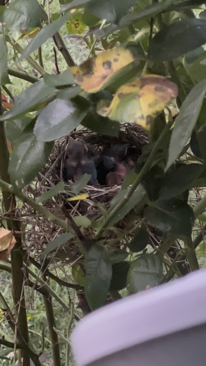 Northern Cardinal - ML637717873