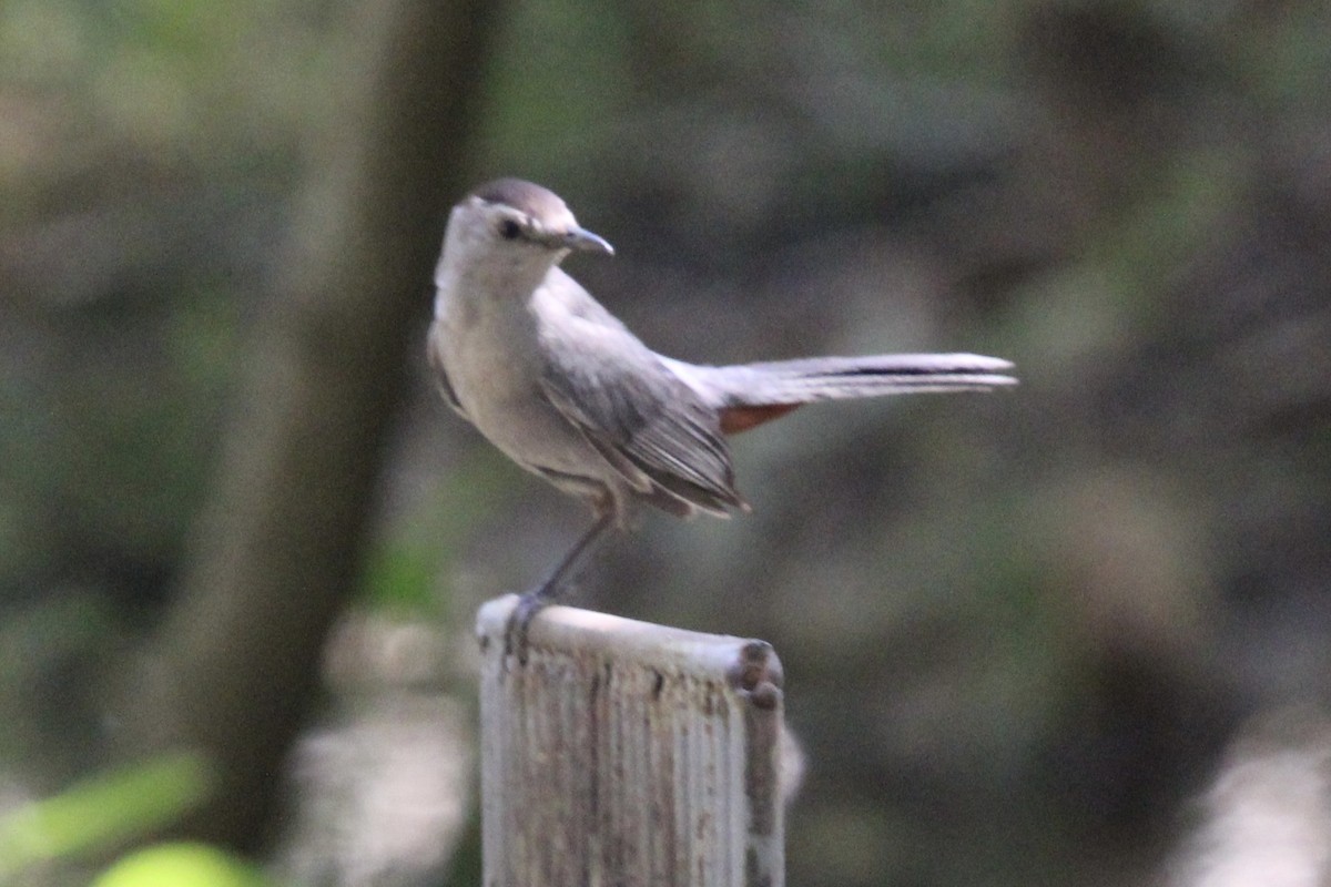 Gray Catbird - ML637717892