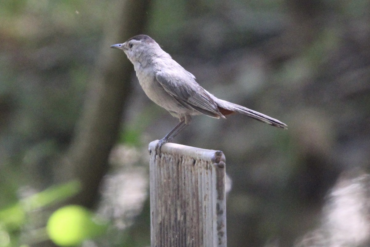 Gray Catbird - ML637717893