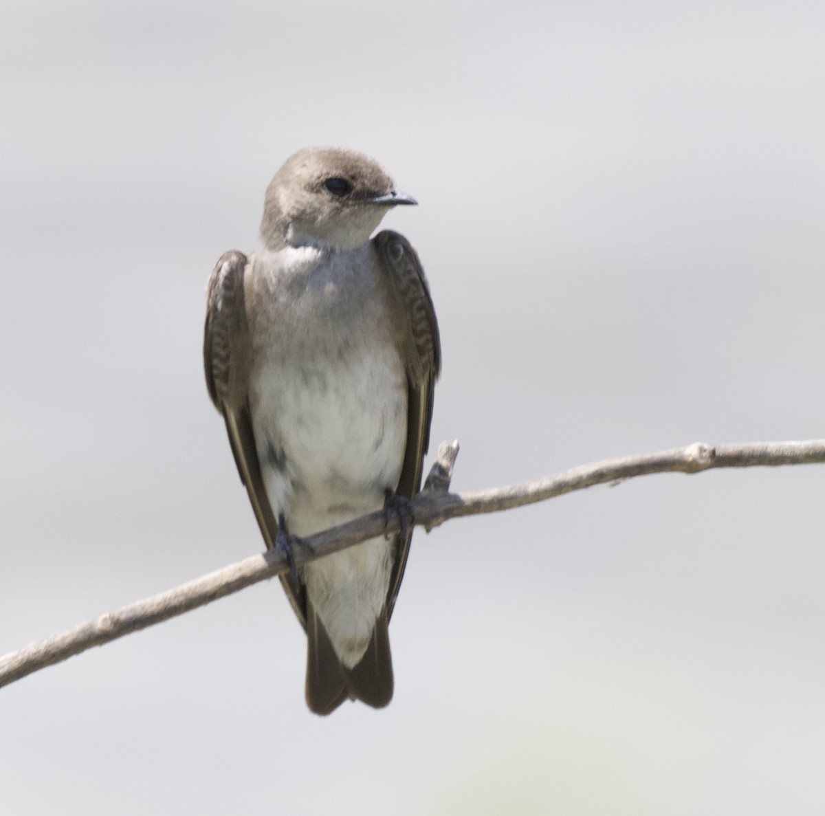 Northern Rough-winged Swallow - ML637717897