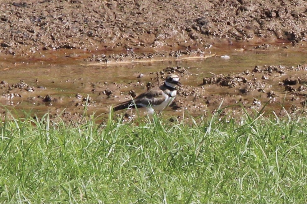 Killdeer - ML637717926