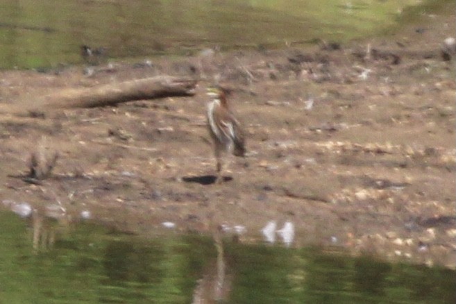Green Heron - ML637717958