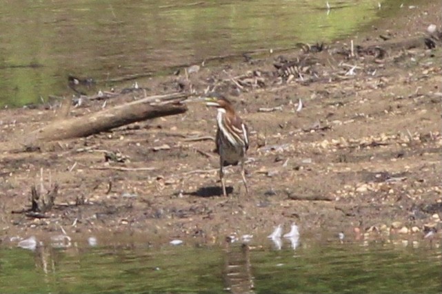 Green Heron - ML637717959