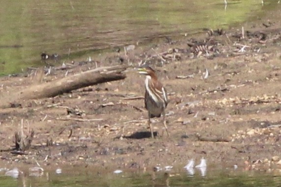 Green Heron - ML637717960