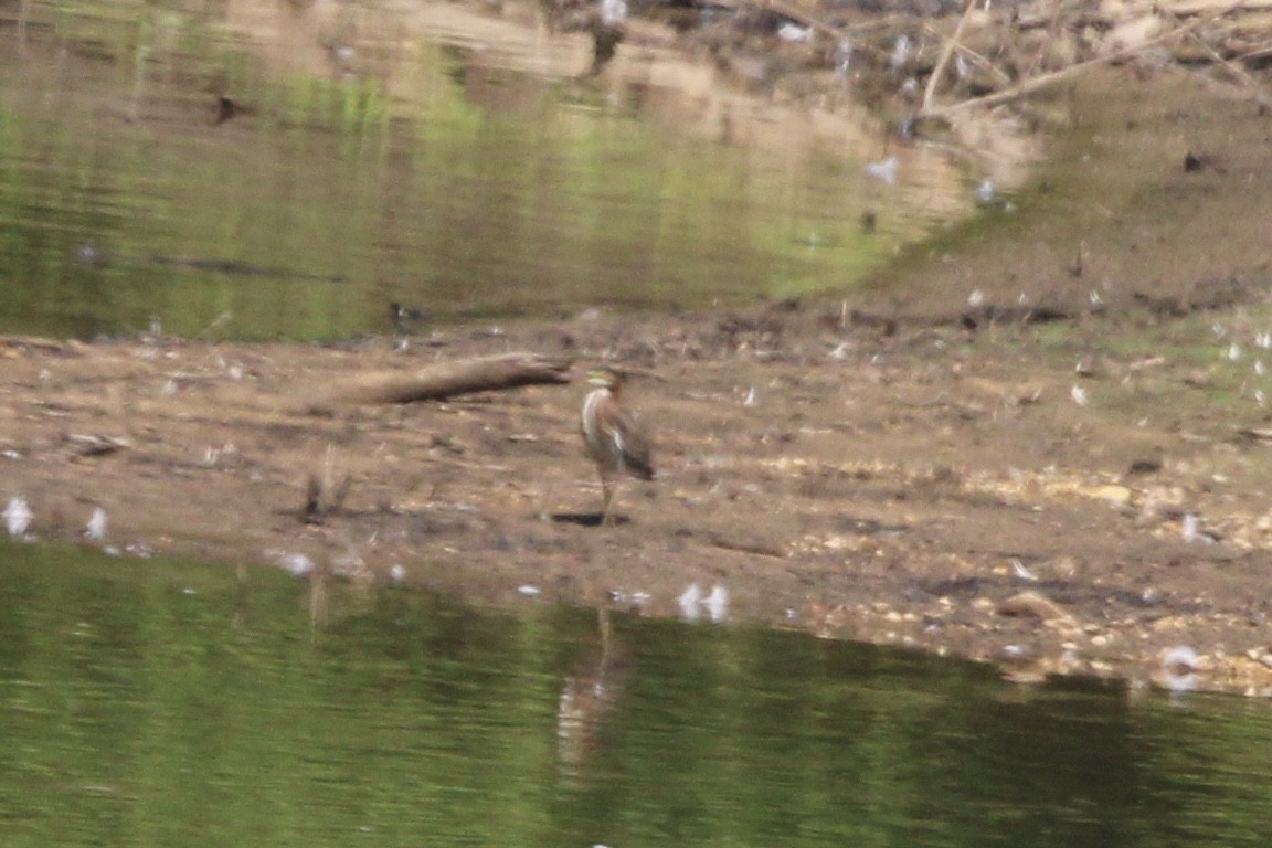 Green Heron - ML637717961
