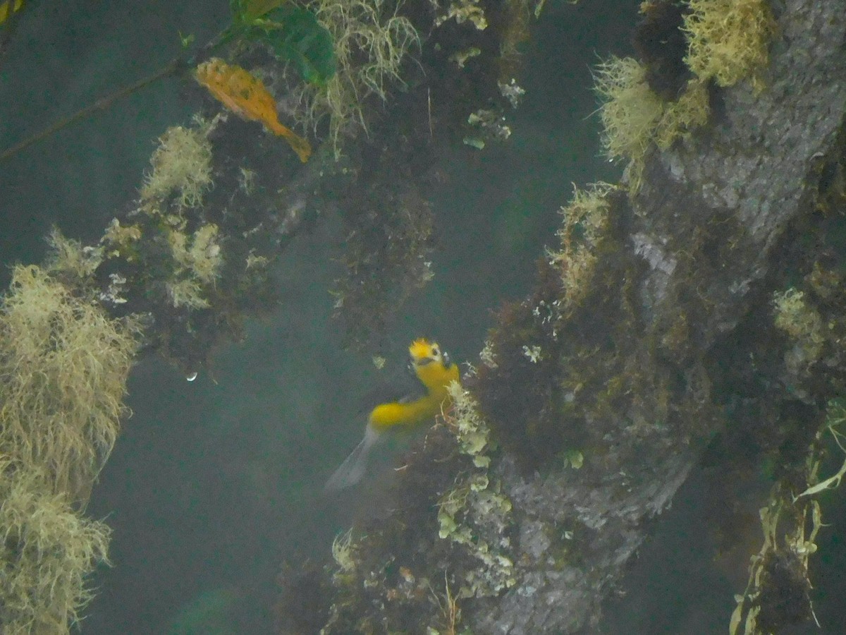 Golden-fronted Redstart - ML637717980