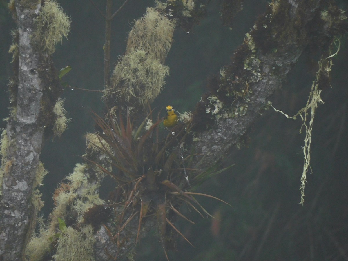 Golden-fronted Redstart - ML637717981
