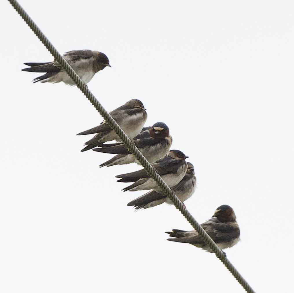 Cliff Swallow - ML637717984