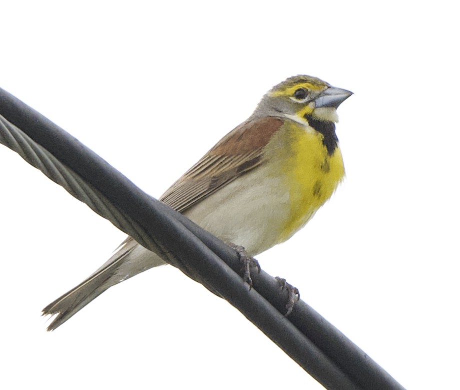 Dickcissel - ML637717989