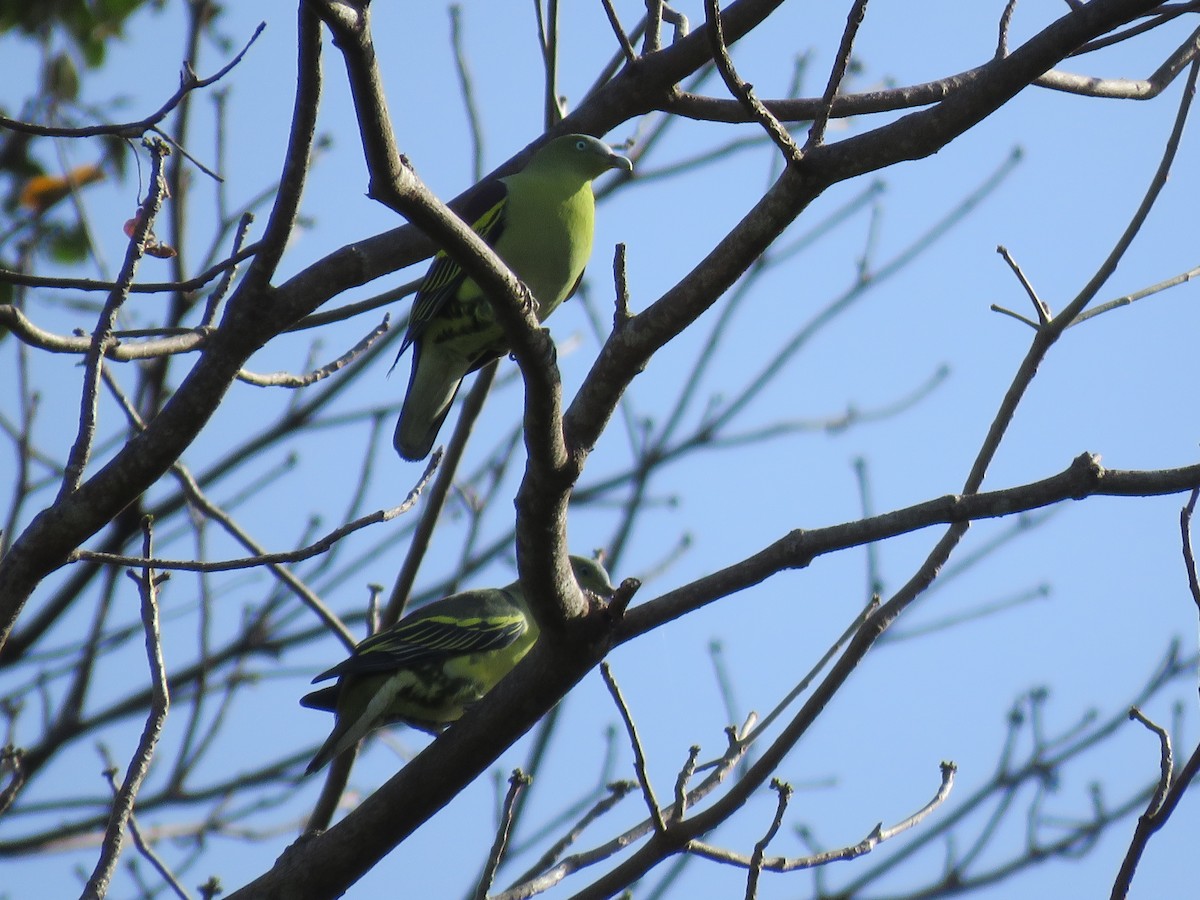 Philippine Green-Pigeon - ML637718023