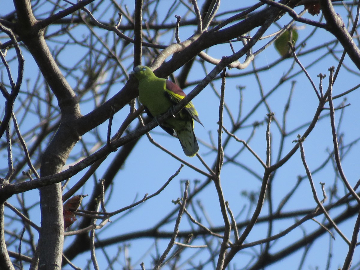 Philippine Green-Pigeon - ML637718024