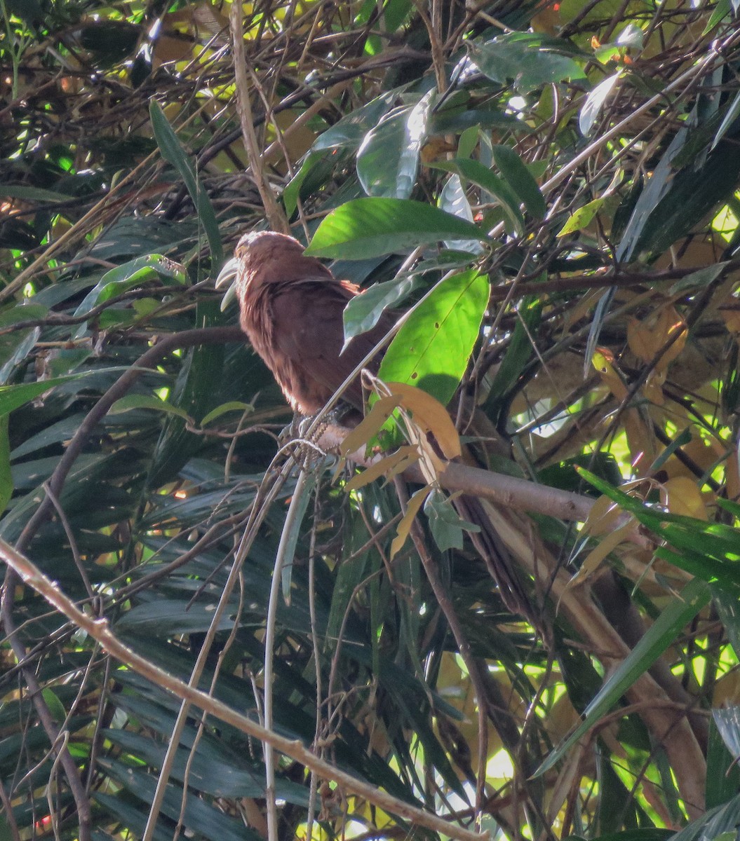 Rufous Coucal - ML637718040