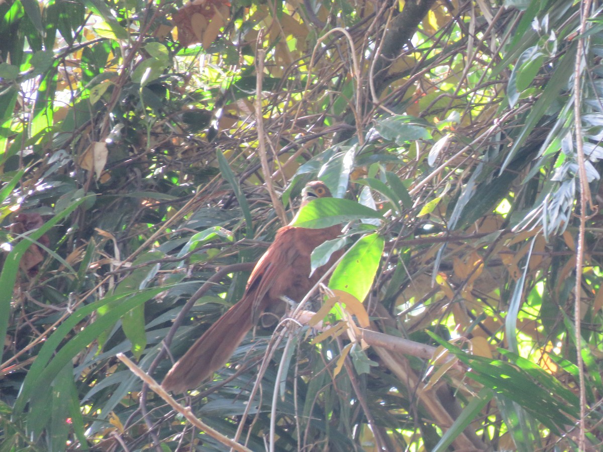 Rufous Coucal - ML637718041