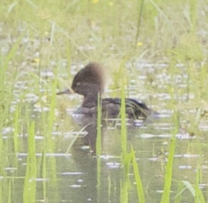 Hooded Merganser - ML637718063