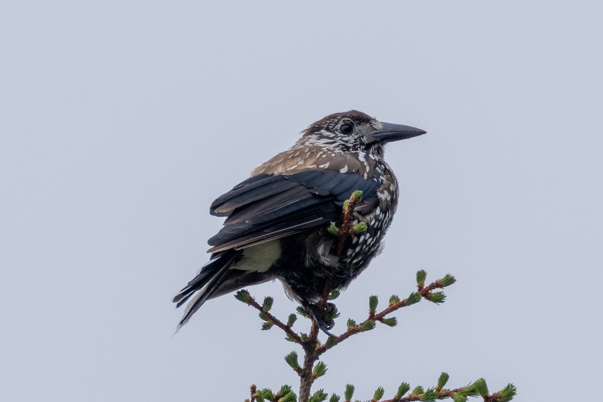 Northern Nutcracker - ML637718072
